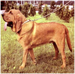 anglický farbiar bloodhound