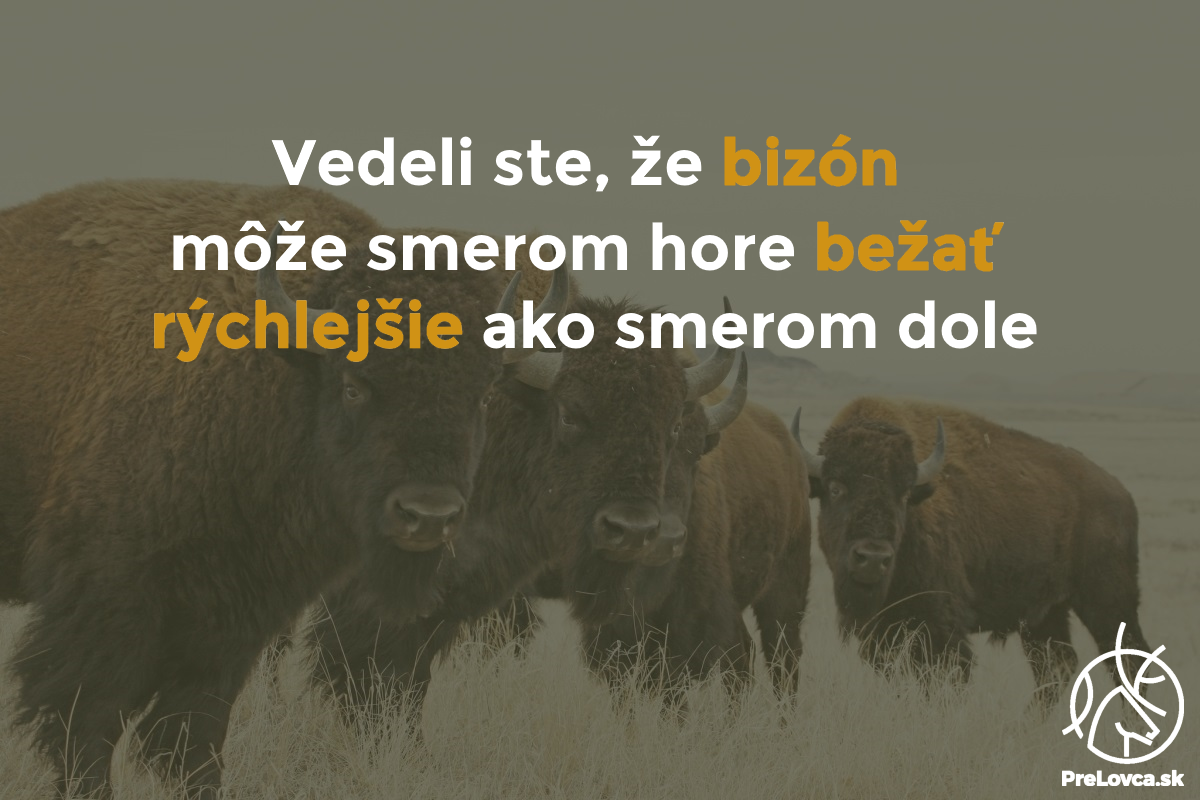 bizon.png