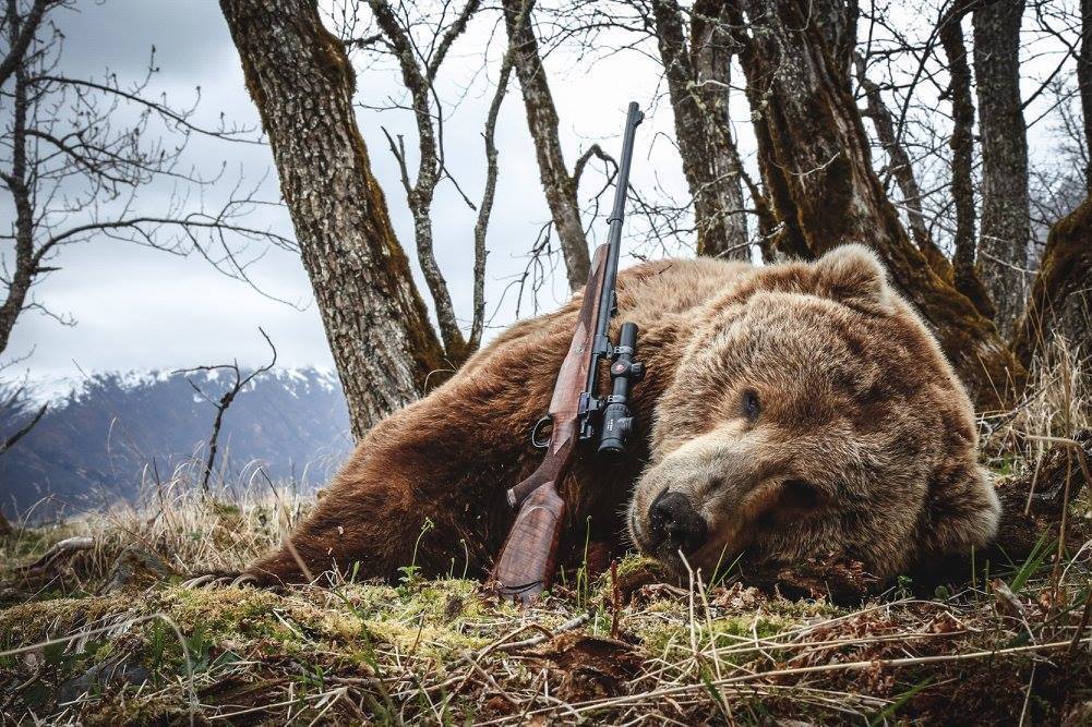 Охота на медведя видео 2023. Медведь охотится.