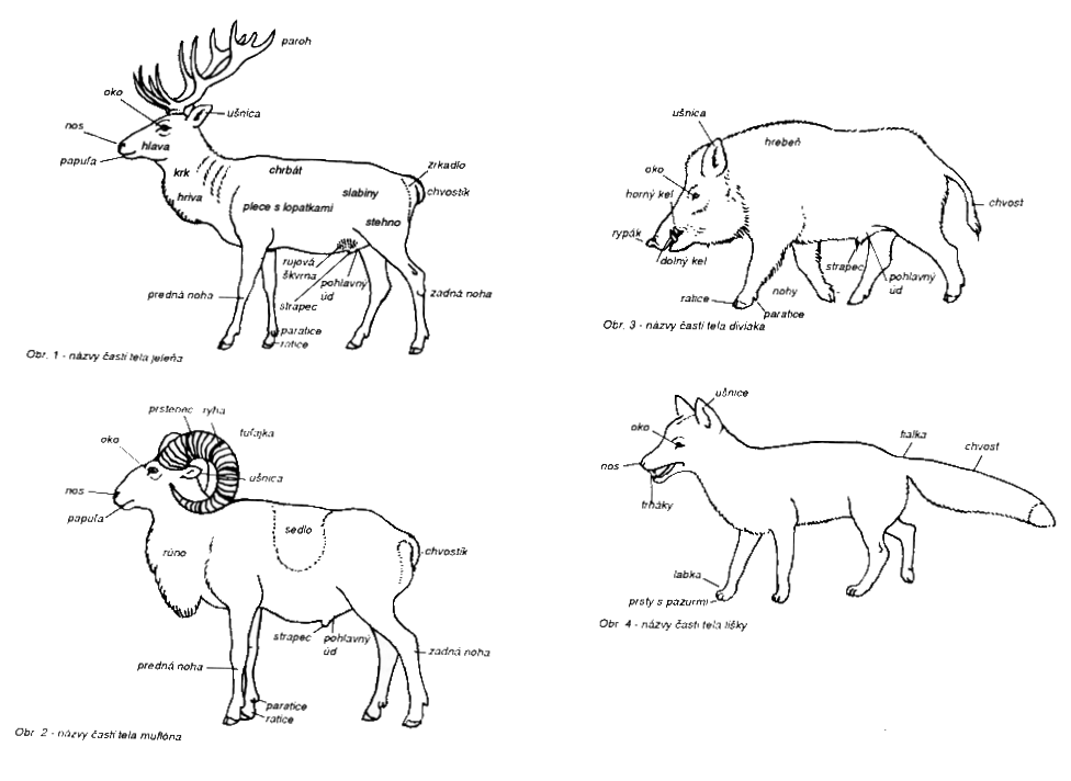 názvy častí tela