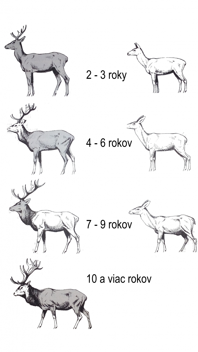 ohadovanie veku jelenej zveri